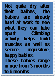 Text Box: Not quite dry after their bathes, the babies are already hard at work to see what they can take apart.  Climbing activity helps build muscles as well as secure, inquisitive, happy babies.
These babies range in age from 3 months to 6 months.
