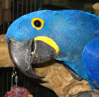 FeatherHeads - Macaws