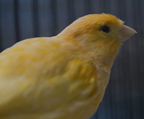 FeatherHeads - Beautiful Baby Birds